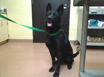 KIMMIE -  German Shepherd Dog and Mixed Breed Dog for Adoption in Cookeville, Tennessee - KIMMIE | PetCurious