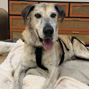 Ethan Allen 14394 -  Great Dane and Greyhound Dog for Adoption in San Francisco, California - Ethan Allen 14394 | PetCurious