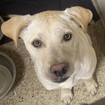 Labrador Retriever Dogs Available for Adoption - Ben | PetCurious