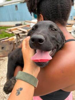 Lola -  Australian Cattle Dog Blue Heeler and Black Labrador Retriever Dog for Adoption in Manhattan, Kansas - Lola | PetCurious