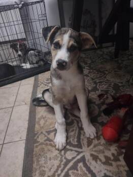 Kilo -  Australian Shepherd Dog for Adoption in Shawnee, Oklahoma - Kilo | PetCurious