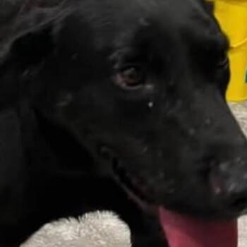 Princess -  Black Labrador Retriever and Mixed Breed Dog for Adoption in Normal, Illinois - Princess | PetCurious