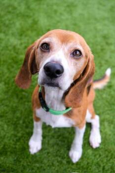 Rescue Beagle Dogs for Adoption in Newport Beach, California - Doc | PetCurious