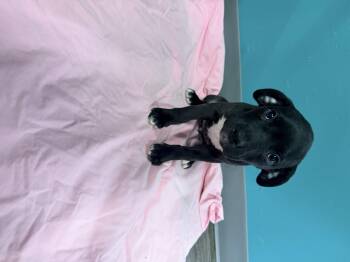 Rosie FKA pitty pup #2 -  Pit Bull Terrier Dog for Adoption in Wasilla, Alaska - Rosie FKA Pitty Pup #2 | PetCurious