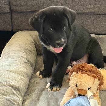 Oakley -  Black Labrador Retriever and Greater Swiss Mountain Dog Dog for Adoption in Gilbert, Arizona - Oakley | PetCurious