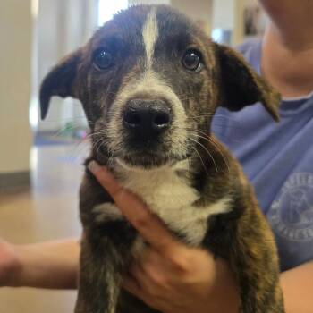 Mixed Breed Dogs Available for Adoption in Walker, Michigan - Kona | PetCurious