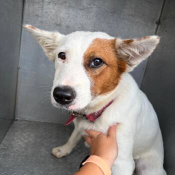 Cotton -  Mixed Breed Dog for Adoption in Chattanooga, Tennessee - Cotton | PetCurious
