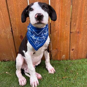 Axel BK -  Pit Bull Terrier Dog for Adoption in Austin, Texas - Axel BK | PetCurious