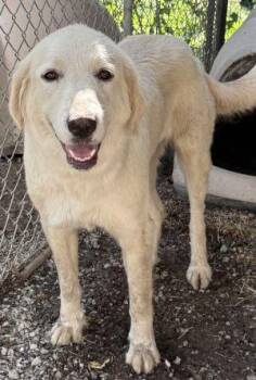 Evelyn -  Labrador Retriever Dog for Adoption in Newburg, Missouri - Evelyn | PetCurious