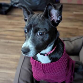Roxie aka GiGi -  Rat Terrier and Basenji Dog for Adoption in San Antonio, Texas - Roxie Aka GiGi | PetCurious