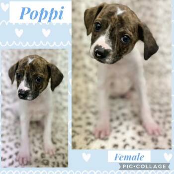 Hound Dogs Available for Adoption - Poppi | PetCurious