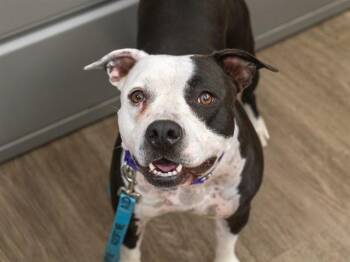 NOVA -  Pit Bull Terrier Dog for Adoption in Martinez, California - NOVA | PetCurious