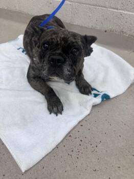 Pinta(410) -  French Bulldog Dog for Adoption in Marietta, Georgia - Pinta(410) | PetCurious