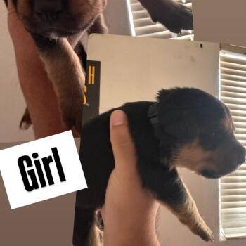 Black collar girl -  Rottweiler and German Shepherd Dog Dog for Adoption in Phoenix, Arizona - Black Collar Girl | PetCurious