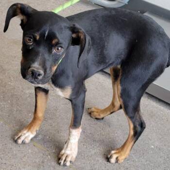 Mixed Breed Dogs Available for Adoption in Las Cruces, New Mexico - 106057 | PetCurious