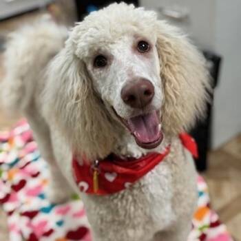 Standard Poodle Dogs Available for Adoption - Klaus | PetCurious