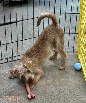 Mixed Breed Dogs Available for Adoption in San Diego, California - Suzie | PetCurious