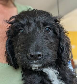 Irish Wolfhound and Labrador Retriever Dogs Available for Adoption - Popples | PetCurious