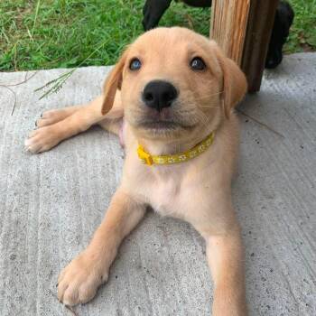 Finley -  Labrador Retriever Dog for Adoption in Wando, South Carolina - Finley | PetCurious