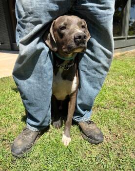 Weimaraner Dogs Available for Adoption in Princeton, Massachusetts - Charlie | PetCurious