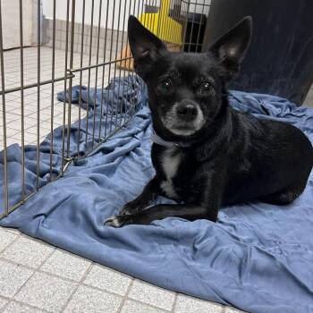 Mixed Breed Dogs Available for Adoption in Westhampton, New York - Oso | PetCurious