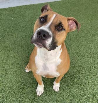 CHAMP -  Mixed Breed Dog for Adoption in Palmetto, Florida - CHAMP | PetCurious