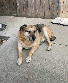 Rescue Mixed Breed Dogs for Adoption in Winnipeg, Manitoba - Reuger | PetCurious
