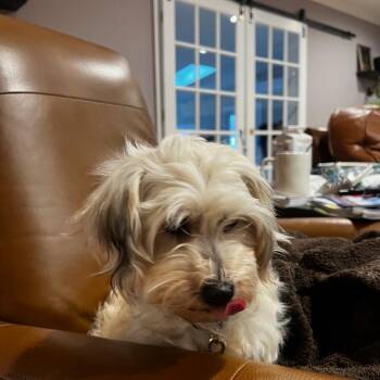 Havanese Dogs Available for Adoption - Luna | PetCurious