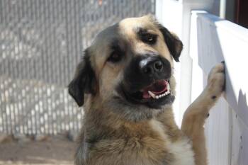 Rescue Labrador Retriever Dogs for Adoption in Yucca Valley, California - Larry | PetCurious