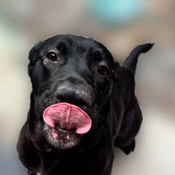 Black Labrador Retriever and Mixed Breed Dogs Available for Adoption in Reno, Nevada - Mother Talzin | PetCurious