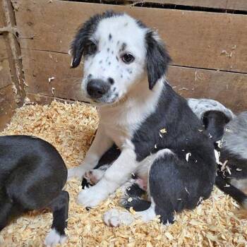 Waylon -  Mixed Breed Dog for Adoption in Lexington, Kentucky - Waylon | PetCurious