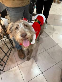 Rescue German Wirehaired Pointer Dogs for Adoption in Midland, Michigan - Ralphie - Courtesy Listing | PetCurious