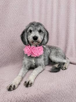 Poodle Dogs Available for Adoption in Lodi, California - Princess Layla | PetCurious