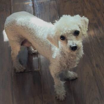 Pandora -  Miniature Poodle Dog for Adoption in Las Vegas, Nevada - Pandora | PetCurious