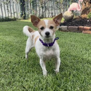 Desi -  Chihuahua and Terrier Dog for Adoption in Freeport, Florida - Desi | PetCurious