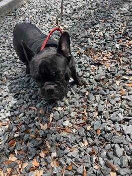 DAVE -  French Bulldog Dog for Adoption in Doral, Florida - DAVE | PetCurious