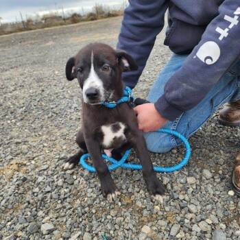 Chocolate Labrador Retriever Dogs Available for Adoption - Dart | PetCurious