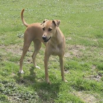 Yellow Labrador Retriever and Whippet Dogs Available for Adoption in Head Of Saint Margarets Bay, Nova Scotia - Mable | PetCurious