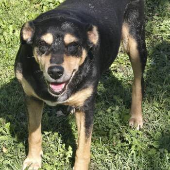 Geri -  Mixed Breed Dog for Adoption in Grand Forks, North Dakota - Geri | PetCurious
