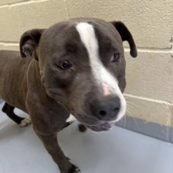 Pit Bull Terrier Dogs Available for Adoption in Lufkin, Texas - Brandon | PetCurious