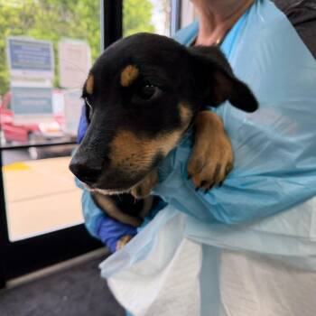 Firefly -  Mixed Breed Dog for Adoption in Walker, Michigan - Firefly | PetCurious