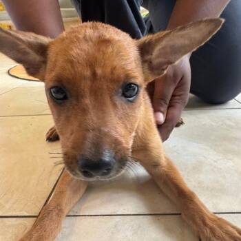 Sultan -  Australian Kelpie and Mixed Breed Dog for Adoption in Washington, Pennsylvania - Sultan | PetCurious