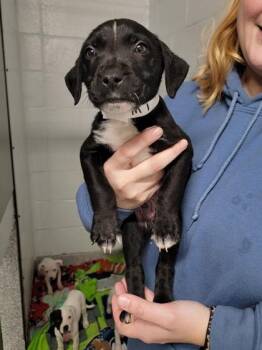 Cooper -  Mixed Breed Dog for Adoption in Elmira, New York - Cooper | PetCurious