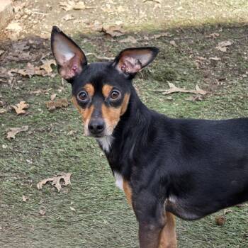 Miniature Pinscher and Chihuahua Dogs Available for Adoption - Pablo | PetCurious