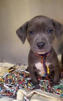 Australian Shepherd and Mixed Breed Dogs Available for Adoption in St. Louis, Missouri - APHID | PetCurious