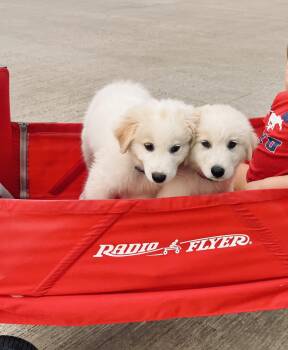 Skip -  Great Pyrenees Dog Available for Adoption in Garland, Texas - Skip | PetCurious