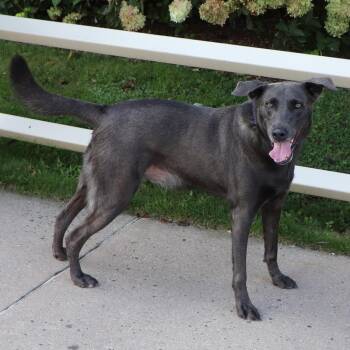 LA3590 Ash -  Labrador Retriever Dog for Adoption in Port Washington, New York - LA3590 Ash | PetCurious
