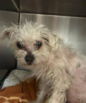 JUBEEZ -  Cairn Terrier Dog for Adoption in Rancho Cucamonga, California - JUBEEZ | PetCurious