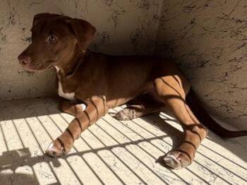 Labrador Retriever and Pit Bull Terrier Dogs Available for Adoption - Achilles | PetCurious