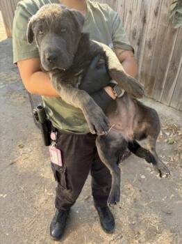 Vampette -  Shar Pei and Mixed Breed Dog for Adoption in Fresno, California - Vampette | PetCurious